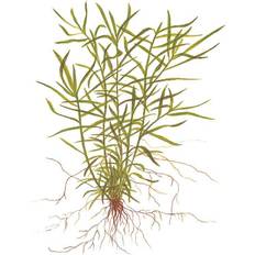 Heteranthera zosterifolia 1-2-Grow!