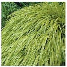 Japansk planter Japansk Skovgræs Hakonechloa macra Blomsterfrø