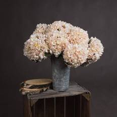 Cheap Plants Hill Interiors Autumn White Hydrangea