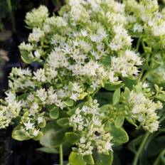 Sedum SEDUM hybrid 'Iceberg' Sanktshansurt Prydbusk