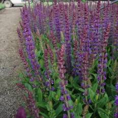 Prydbuske SALVIA nemorosa 'Ostfriesland' Salvie