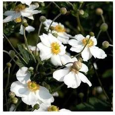 Anemone Japonica 'Honorine Jobert' Staude