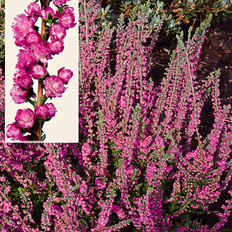 Efterårslyng Efterårslyng Calluna vulgaris Jana Staude
