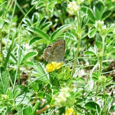 Bjerg-Løvefod Alchemilla alpina