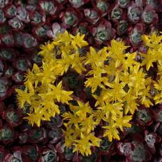 Stenurt Pudret Stenurt Purpureum Sedum spathulifolium Krukke