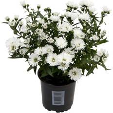 Asters Victoria, Ø: 11 Plante