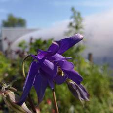 Sommerblomster AQUILEGIA alpina Akeleje