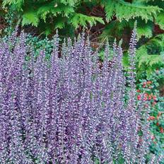 Efterårslyng Efterårslyng Calluna vulgaris Lena Blomsterfrø