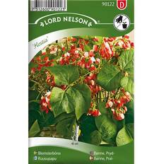 Nelson Garden Pralbønne 'Hestia' Blomsterfrø