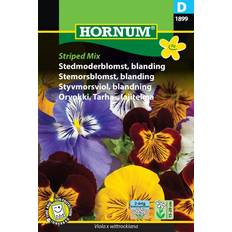 Hornum Blomsterfrø Hornum Stedmoderblomst frø, Striped Mix Blomsterfrø