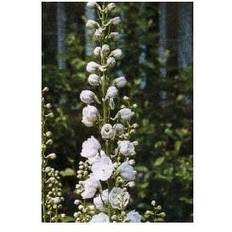 Hvid Springvand & Havedamme Ridderspore Magic Fountain Hvid Delphinium Magic