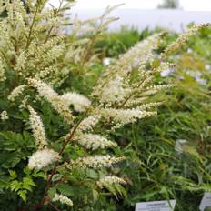 Fjerbusk Koreansk Fjerbusk - Aruncus aethusifolius