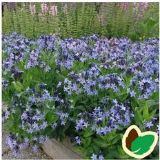 AMSONIA angustifolia 'Blue Ice' Blåstjerne