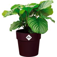 Elho Macetas Exteriores Elho Plant Pot Flower Pot Recycled Choice maulbeere/2