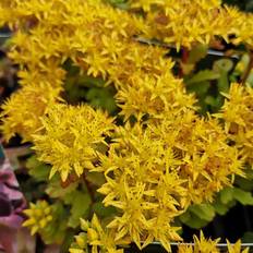 Stenurt Stenurt Immergrünchen - Sedum hybrid Blomsterfrø