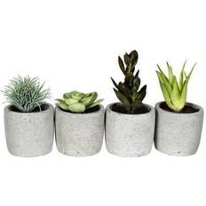 Succulents Vickerman Assorted Potted Succulents Artificial Plant