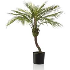 Plantadores de bulbos Emerald Chamaedorea Palm 85