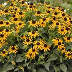 Seeds GardenersDream Rudbeckia fulgida Little Goldstar 9cm