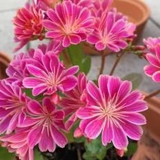 Bitterrod Little Plum - Lewisia longipetala Little Plum Blomsterfrø