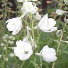 Ridderspore Galahad - Delphinium pacific Galahad Sommerblomst