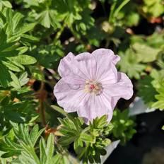 Storkenæb Apfelblüte Geranium sanguineum