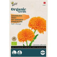 Økologisk, Morgenfrue frø, Ball's Orange Buzzy Blomsterfrø