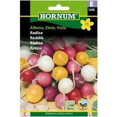 Hornum Radise Frø, Hvid, Gul Violet Blanding Blomsterfrø
