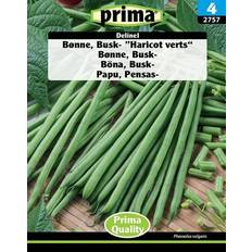 Prima Bønne, Busk- "Haricot verts" Delinel Græsfrø