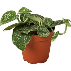 Plants House Plant Shop Pothos Satin Scindapsus Pictus