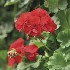 Silvan Silvan Pelargonie, Zonale, Ø11