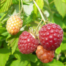 Hindbær planter Krukke Hindbær Tornfri Little Sweet Sister 20-40 cm. Rubus Little Sweet Plantejord