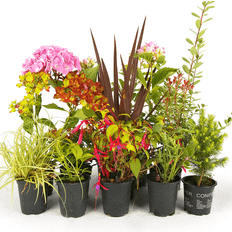 5 Mixed Shrubs