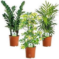 Potted Plants GardenersDream Indoor Plant Mix 3-pack