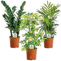 Indoor Plant Mix 3-pack