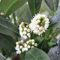 Prunus Prunus laur. 'Otto Luyken'