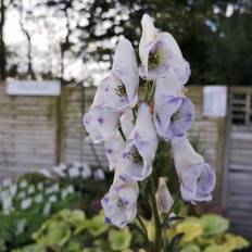 Træer & Buske ACONITUM carmichelii 'Cloudy' - Stormhat Prydbusk