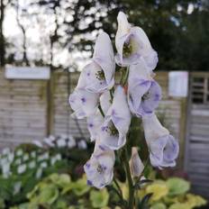 Prydbuske ACONITUM carmichelii 'Cloudy' - Stormhat