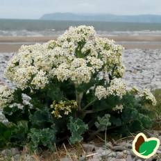 Strandkål - Crambe maritima Grøntsagsfrø