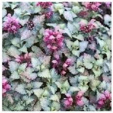 Plettet Tvetand Silbergroschen Lamium maculatum Prydbusk