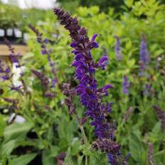 Træer & Buske SALVIA nemorosa 'Mainacht' Salvie Prydbusk