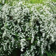 Bukettspirea Bukettspirea x vanhouttei 10-pack