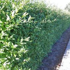 Træer & Buske Liguster 100-120cm 10-pack Hækplante