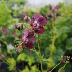 Storkenæb planter Storkenæb - Geranium phaeum