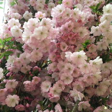Prunus Prunus Prunus 'Accolade' bundpodet PRYDKIRSEBÆR Højde Krukke