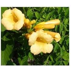 Trompetblomst Trompetblomst Flava 40-60 cm. Campsis Prydbusk