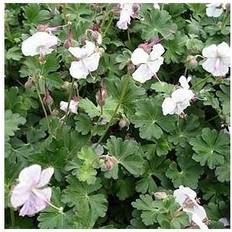 Storkenæb St. Ola Geranium cantabrigiense