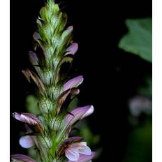 Mollis ACANTHUS mollis Bjørnetidsel Blomsterfrø