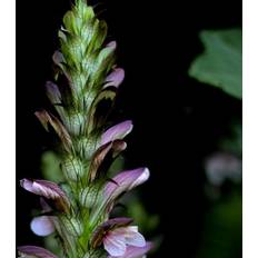 ACANTHUS mollis Bjørnetidsel