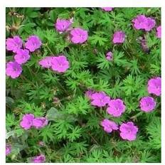 Storkenæb Tiny Monster Geranium sanguineum Tiny