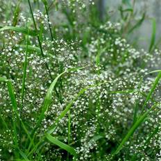 Brudeslør - Gypsophila paniculata